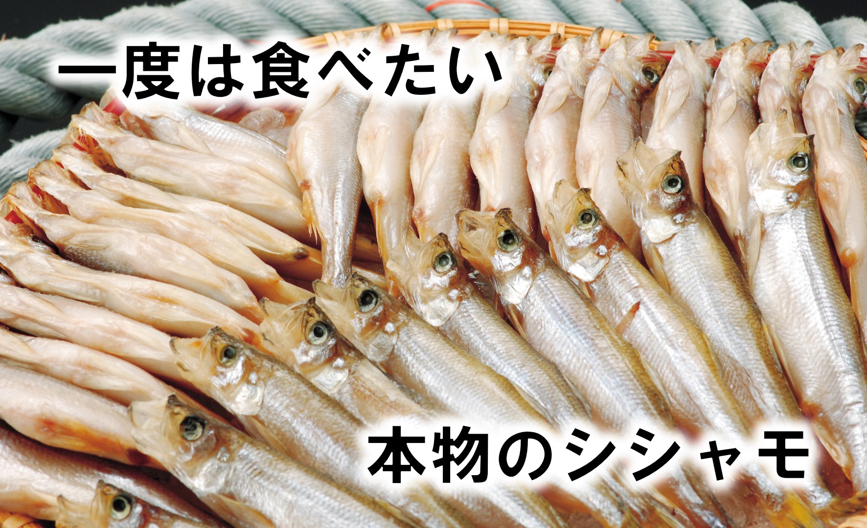 ししゃも