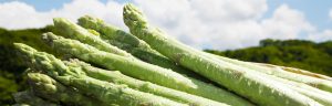 asparagus2019top-b-300x96 産直アスパラ