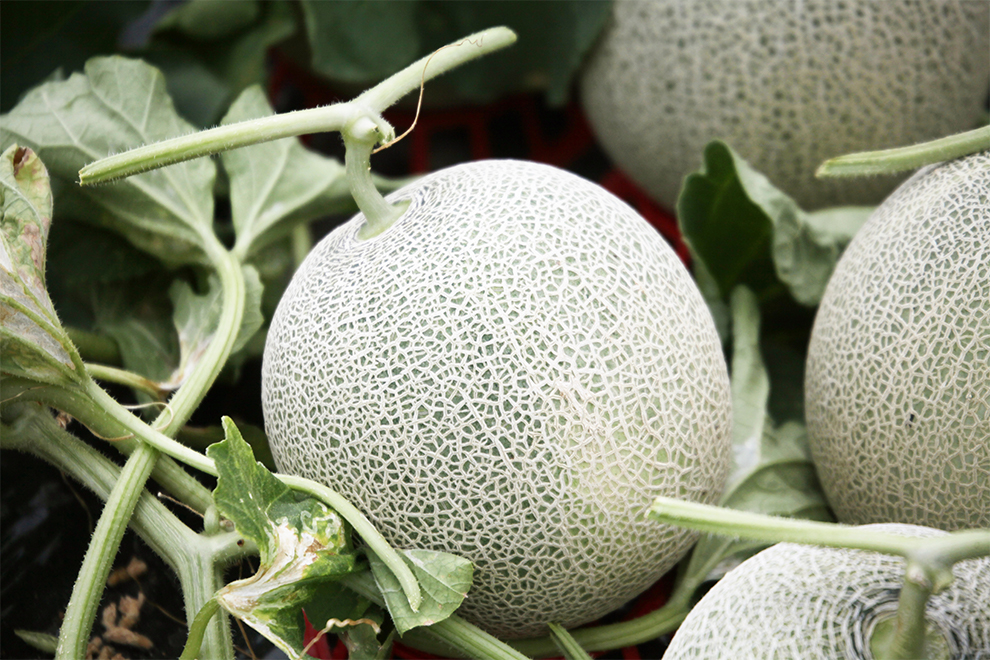 melon-image 北海道の産直メロン特別販売
